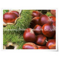 Chinese New Crop Fresh Chestnut with Wholesale Price